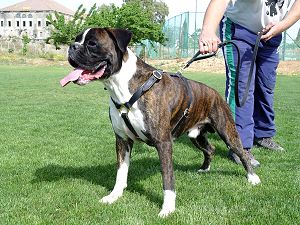 Boxer Leather Harness